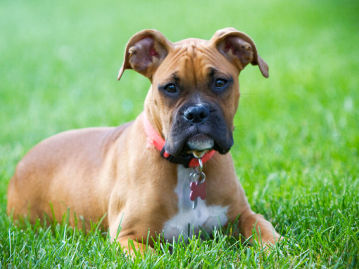 юный боксер лежит на траве