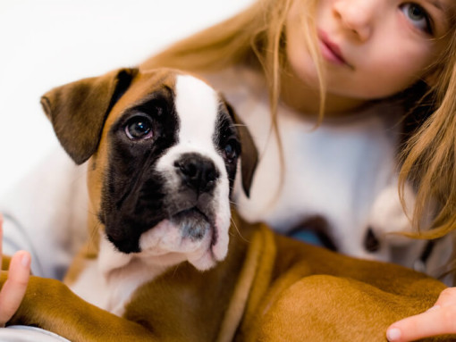 молодая девушка держит щенка боксера