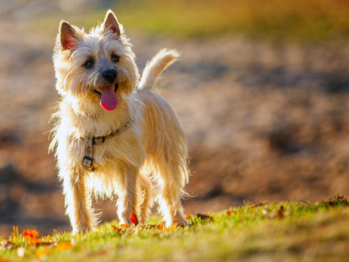 Керн-терьер стоит на холме
