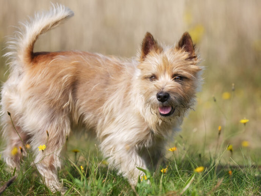 керн-терьер в поле цветов
