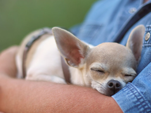 Чихуахуа спит на мужских руках.