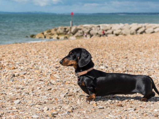 Такса (миниатюрная гладкошерстная)