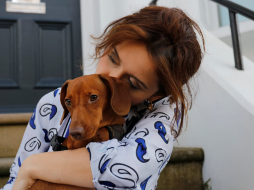 Такса (миниатюрная гладкошерстная)