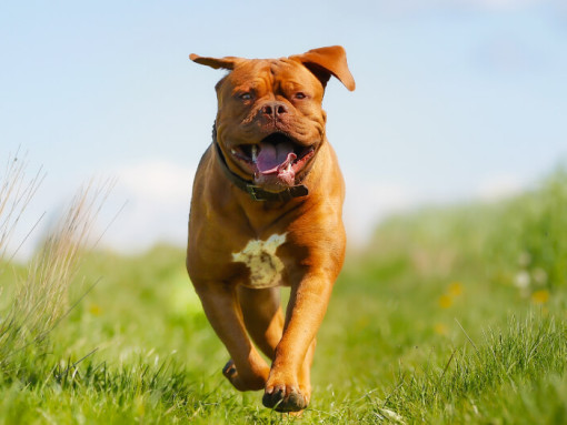 Счастливый бордоский дог бежит по полю