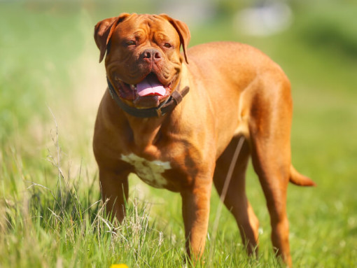 Бордоский дог стоит на траве