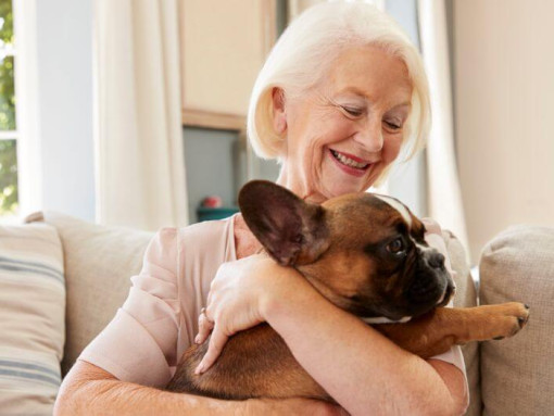 Французский бульдог