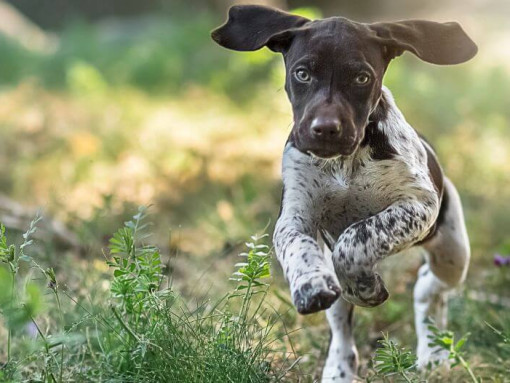 Немецкий короткошерстный пойнтер бежит по зеленой траве