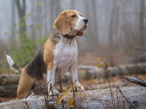 Бигль в лесу