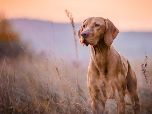 Коричнивая выжла стоит на поле