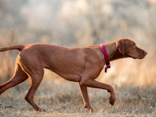 Коричневая выжла гуляет по полю
