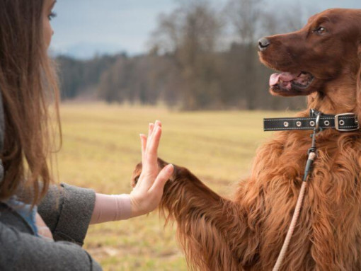 Ирландский сеттер дает лапу