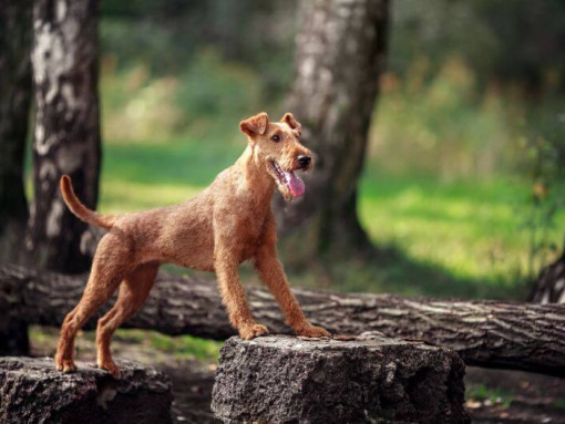 Ирландский терьер в лесу