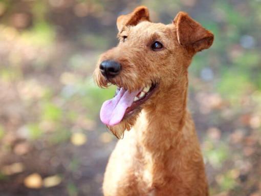 Ирландский терьер с высунутым языком