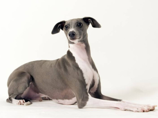 Итальянская левретка