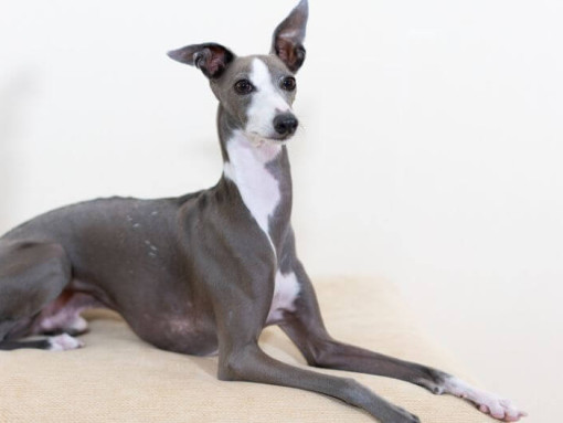 Итальянская левретка