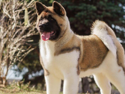 Японская акита