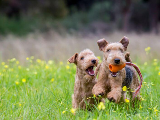 два терьера играют