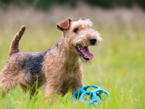 Терьер смотрит вдаль