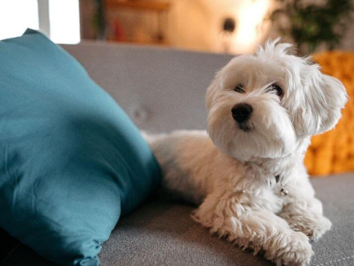 Мальтийская болонка лежит на диване