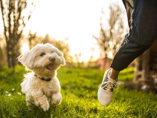 Мальтийская болонка бегает вдоль человека