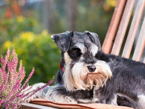 Цвергшнауцер лежит на стуле в саду