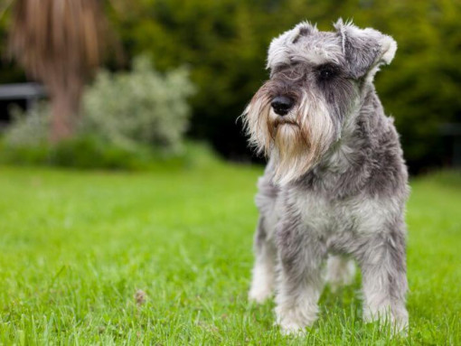 Цвергшнауцер стоит на траве