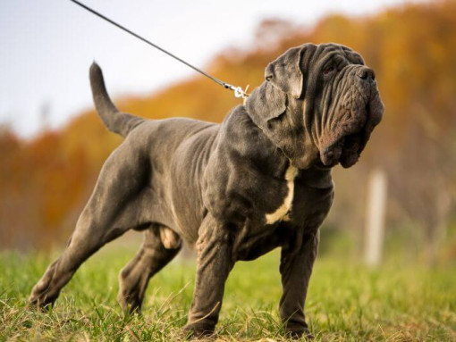 Неаполитанский мастиф на поводке