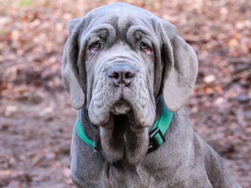 Неаполитанский мастиф с зеленым ошейником
