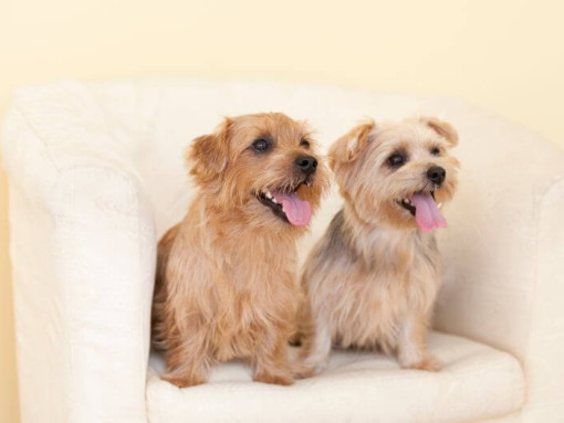 Два норфолк-терьера на стуле