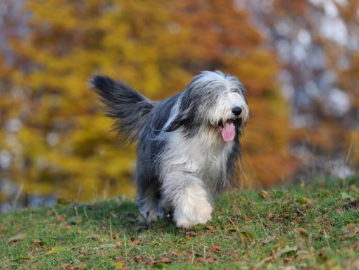 Староанглийская овчарка