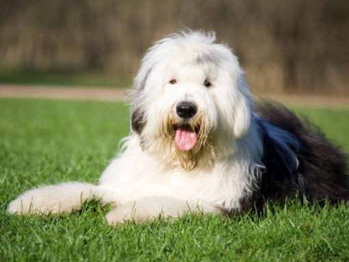 Староанглийская овчарка