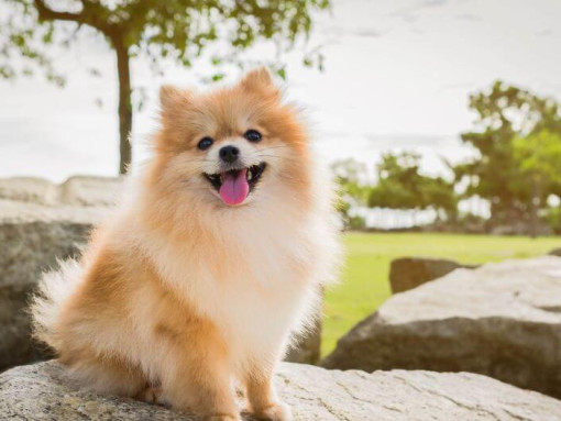 Померанский шпиц сидит на камне