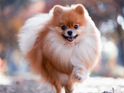 Померанский шпиц бежит