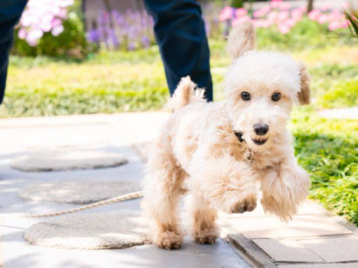 Пудель играет во дворе