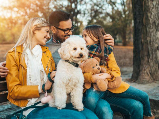 Пудель сидит с семьей