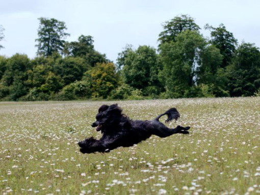 Португальская водяная собака бежит по полю
