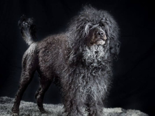 Португальская водяная собака стоит ночью