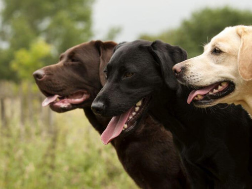три лабрадора стоят вместе