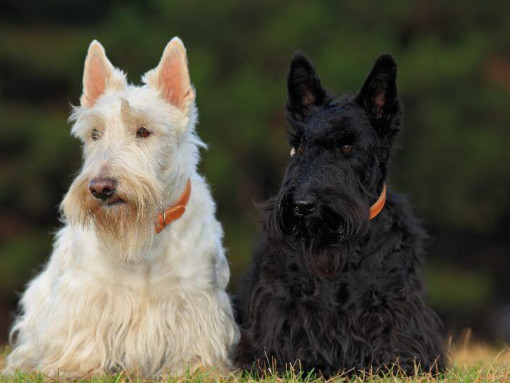 Черно-белые шотландские терьеры сидят рядом друг с другом