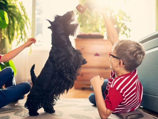 Шотландский терьер играет с детьми