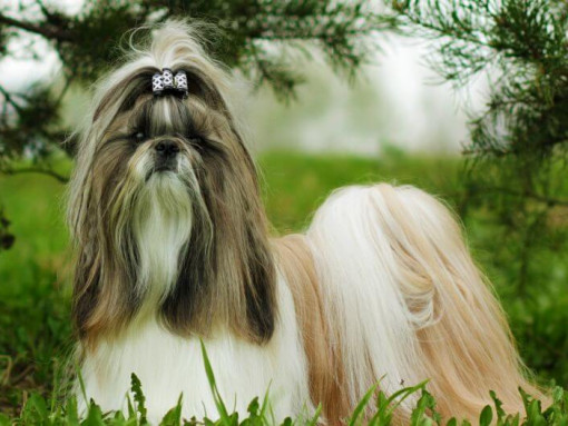 Собака ши-тцу стоит рядом с соснами