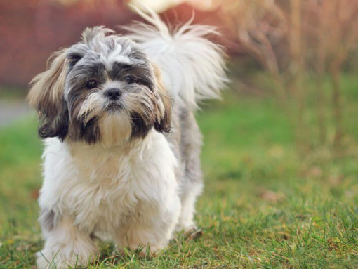 Собака ши-тцу гуляет по траве