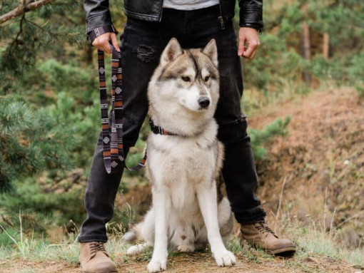 Хаски сидит рядом с хозяином