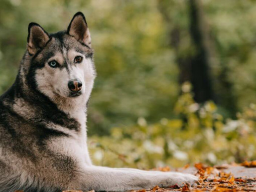 Хаски в лесу