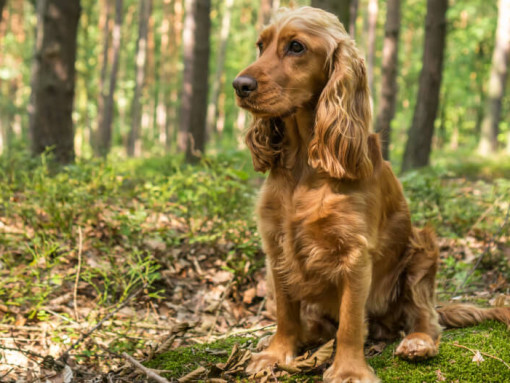 Кокер-спаниель сидит в лесу