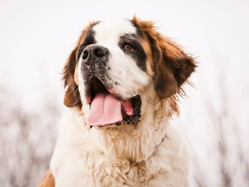 Сенбернар (средне-/длинношерстный)