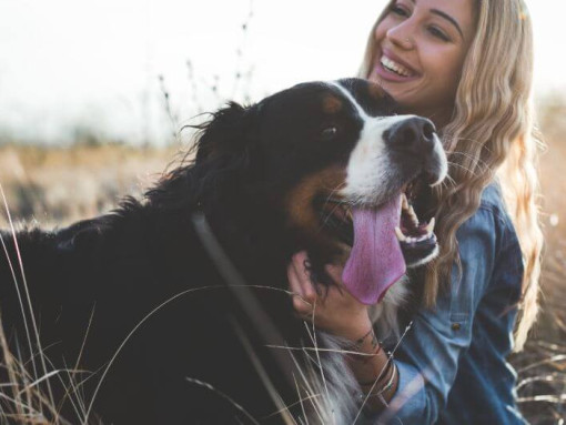 Сенбернар (средне-/длинношерстный)