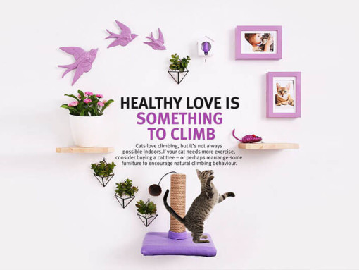 снизить риск ожирения домашних животных