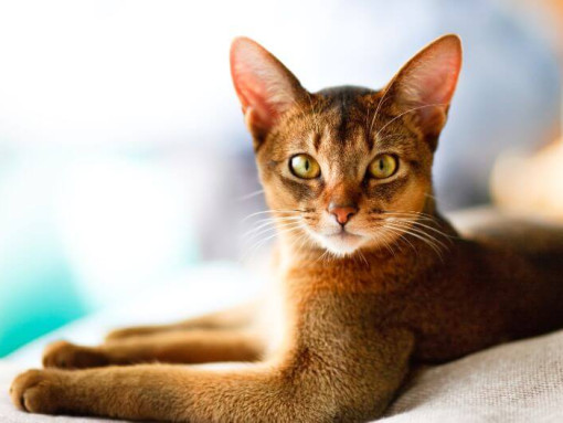 Абиссинская кошка лежит на диване