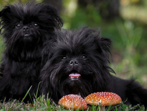 два черных аффенпинчера смотрят в камеру